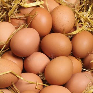 Fresh Chicken Eggs